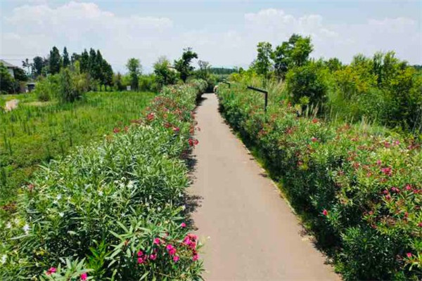 漫步花間,昆明這里又成打卡點 漫步花間,昆明這里又成打卡點