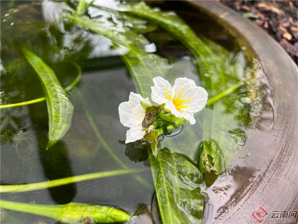 ֲ@OСNȺҰֲﱣͶʹ