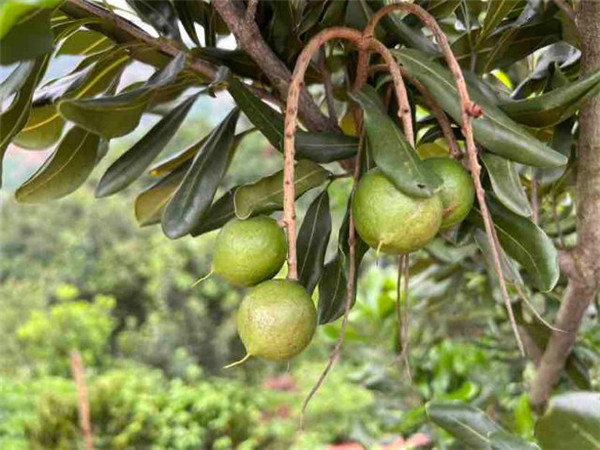 小堅果做成大產(chǎn)業(yè)!臨滄永德縣已累計種植堅果60萬畝 小堅果做成大產(chǎn)業(yè)!臨滄永德縣已累計種植堅果60萬畝