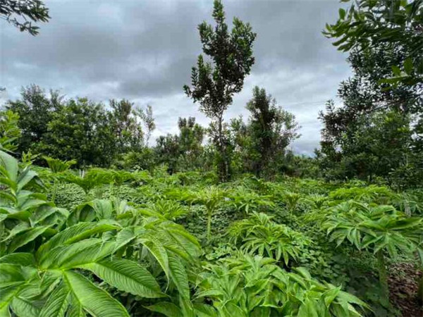 小堅果做成大產(chǎn)業(yè)!臨滄永德縣已累計種植堅果60萬畝 小堅果做成大產(chǎn)業(yè)!臨滄永德縣已累計種植堅果60萬畝