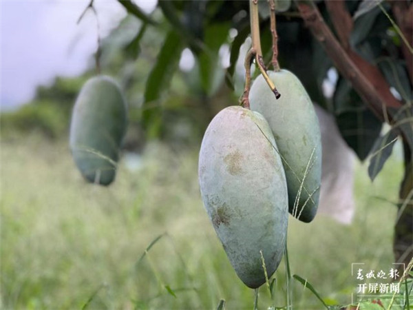 2023年永德芒果節(jié)暨首屆燈光藝術展開幕 2023年永德芒果節(jié)暨首屆燈光藝術展開幕