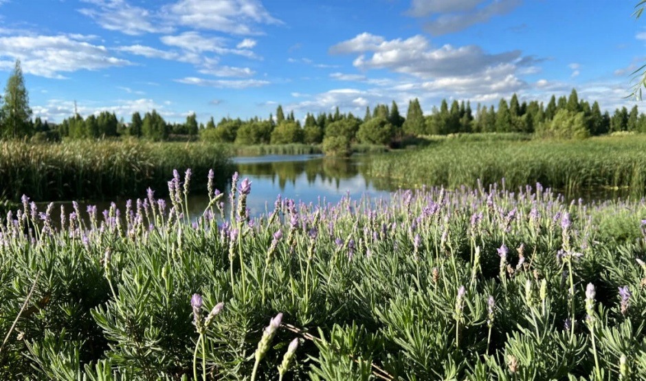 寶豐濕地公園(圖源昆明滇池綠道) 寶豐濕地公園(圖源昆明滇池綠道)