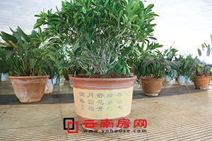 걳ŵռӪ ǹֲܰ“ս”С